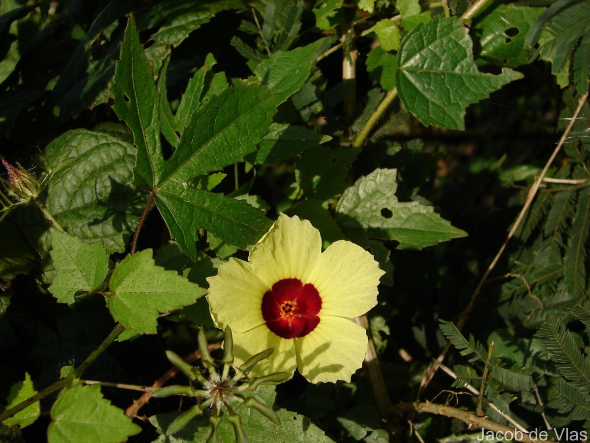 Hibiscus surattensis L.